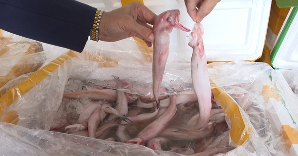 Cách nhận biết cá ngâm hoá chất formol nguy hiểm: Đơn giản nhưng nhiều người bỏ qua từ đầu