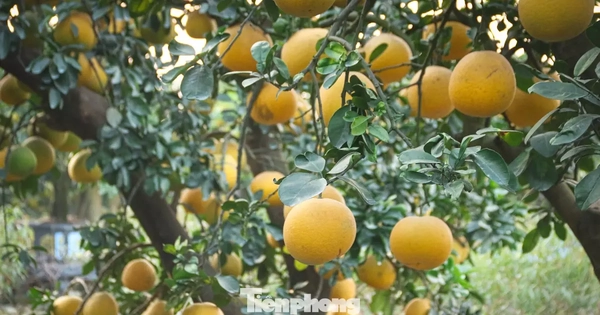 Bưởi cảnh, quất thế hàng chục triệu đồng 'rục rịch' xuống phố