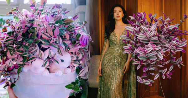 Loài cây "tranh sơn dầu" đang hot rần rần: Vừa rẻ vừa đẹp, đặt đâu sang đó, chưng Tết này là chuẩn bài!