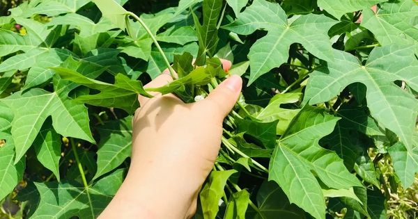 Việt Nam có loại rau cực bổ dưỡng, được giới khoa học khen ngợi hết lời: Tiếc là ít người biết để ăn