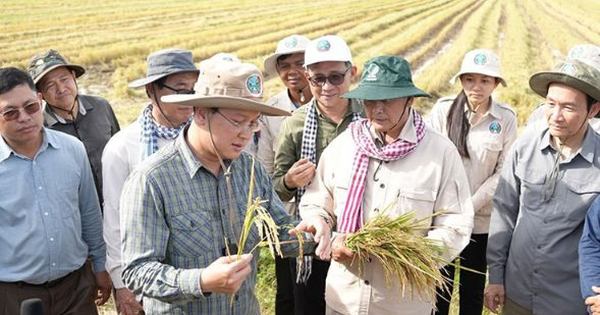 Không phải ST25, một giống lúa nhận danh hiệu ngon nhất thế giới 7 lần liên tiếp, chủ sở hữu là láng giềng của Việt Nam