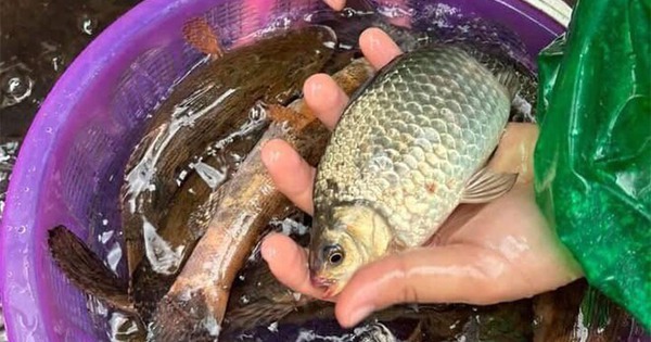 Chợ Việt có loại cá nhỏ, chỉ 30.000 đồng/kg nhưng được thầy thuốc xưa gọi là 