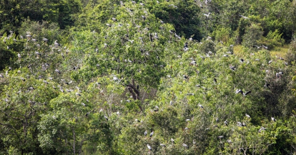 Chim quý tưởng như sắp tuyệt chủng bỗng xuất hiện liên tục, bay cả vào nhà dân: Nhiều người Việt vui mừng