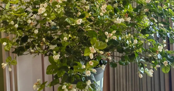 Loại cây hàng đầu được NASA khuyên trồng trong nhà, đặc biệt là phòng ngủ