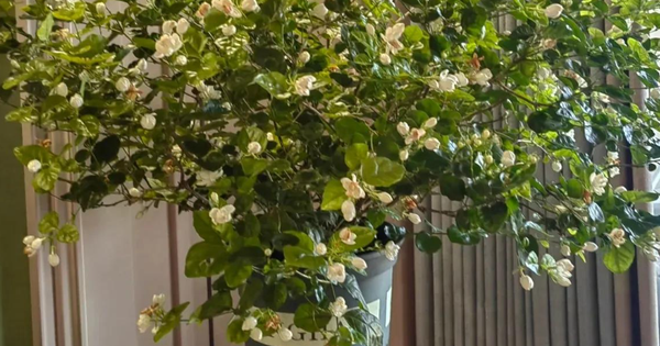 Loại cây hàng đầu được NASA khuyên trồng trong nhà, đặc biệt là phòng ngủ