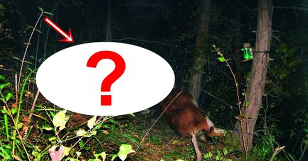 Lần theo đoạn video chỉ vài giây, chuyên gia hân hoan tìm thấy loài vật từng 