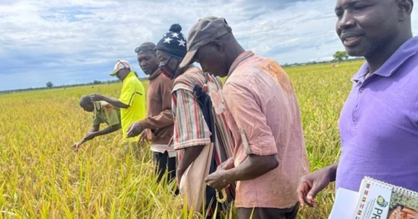 Sau giống lúa gây sốt của Việt Nam tại Cuba, một giống lúa của Trung Quốc cũng đang làm mưa làm gió tại châu Phi: Được mệnh danh ‘siêu lúa xanh’, năng suất vượt trội