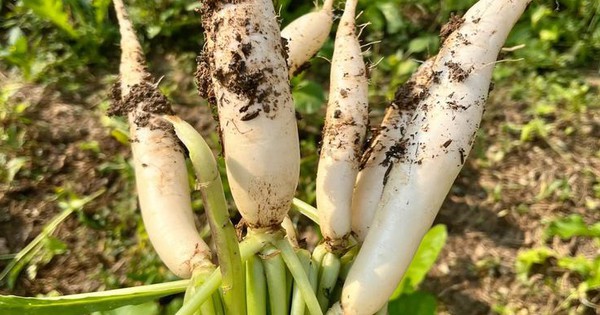 Top 5 loại rau củ an toàn bậc nhất trong mùa lạnh