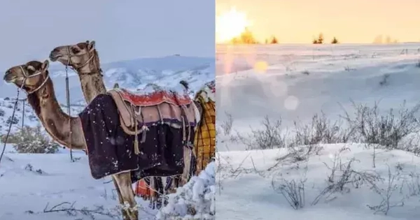 Tuyết phủ trắng sa mạc, tạo nên “thiên đường mùa đông” hiếm có ở Saudi Arabia