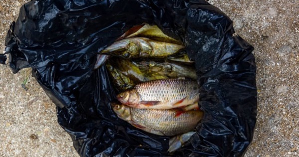 Tại sao người bán cá hay dùng túi màu đen đựng cá?