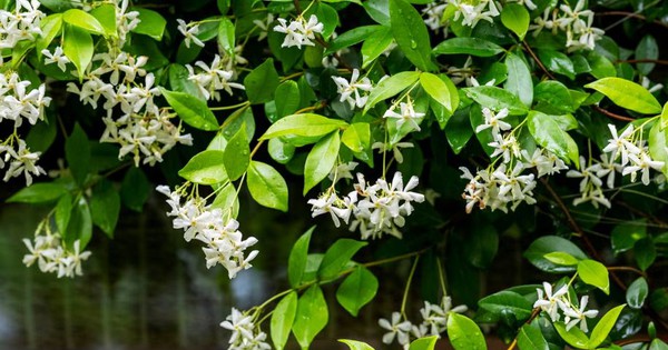 10 loại cây thơm nức mũi, trồng trước nhà dịp Tết thì miễn chê