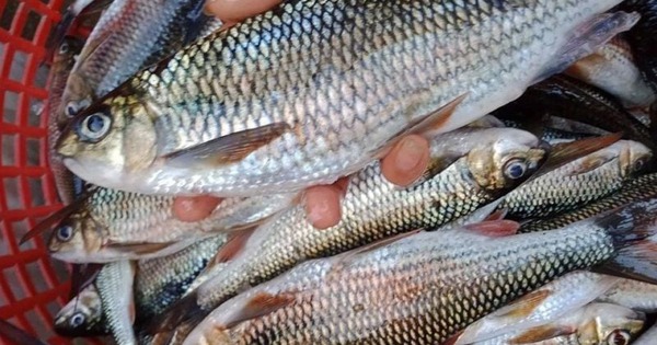 6 loại cá thịt mềm ngon, lại không chứa thủy ngân hại gan thận