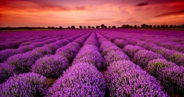 Doanh nghiệp BĐS đầu tiên công bố lợi nhuận 2025 tăng hơn 100%, cổ phiếu lập tức 