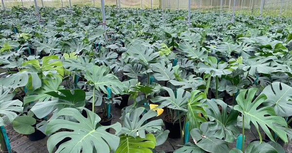 Độc lạ loài cây 