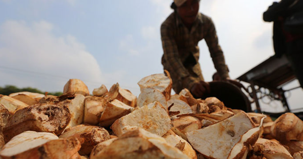 Không phải sầu riêng, đây mới là mỏ vàng của Việt Nam được cả châu Á tranh giành: Thu về hơn 1 tỷ USD, nước ta cùng Thái Lan cạnh tranh ngôi vương