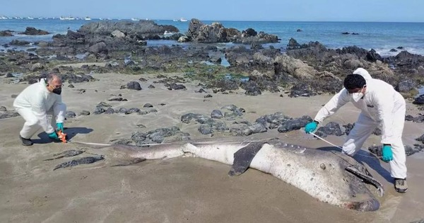 Hai con cá mập miệng rộng khổng lồ, loài chỉ được nhìn thấy chưa đến 300 lần trong lịch sử, liên tiếp mắc cạn tại Peru khiến giới khoa học lo ngại!