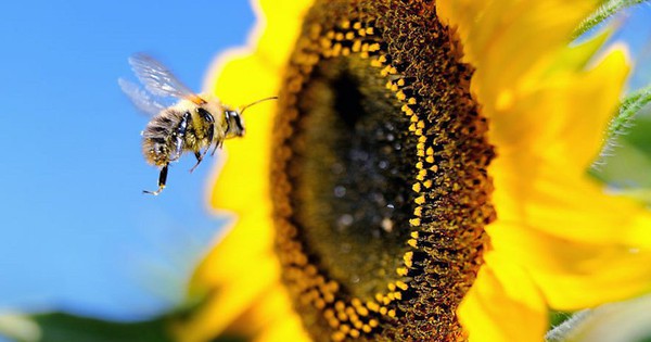 Vì sao cả thế giới sẽ lâm nguy nếu ong tuyệt chủng?