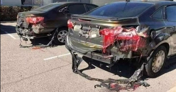 Thành phố nóng nhất thế giới: Cá bị luộc chín, chim rơi xuống đất mà con người vẫn bám trụ bằng cách này