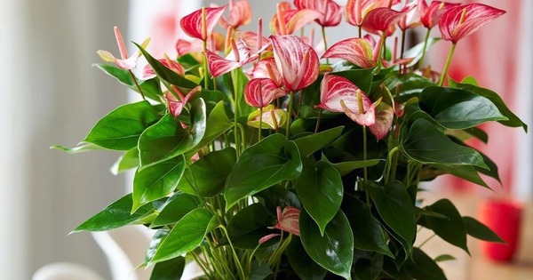 Tết rước 1 chậu cây này về nhà: Vận tiền bạc, chức vị đều 