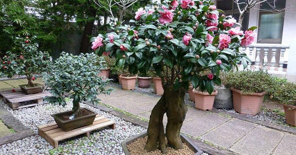 Loài cây quý như vàng, hoa nở đẹp chấn động thị giác: Nhà giàu mê vì giúp tụ lộc, giữ vượng khí