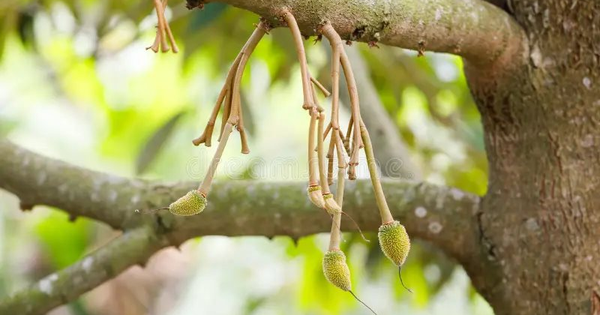 Loại quả kén người ăn giúp Việt Nam thu 4 tỷ USD trong năm 2025