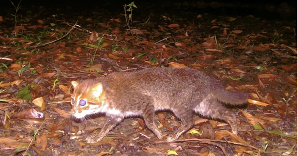 Tưởng biến mất vĩnh viễn, loài mèo này bất ngờ lộ diện sau gần 30 năm