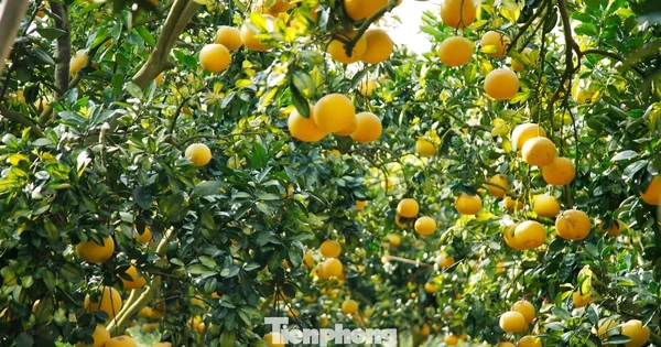 Nông dân trồng bưởi Tết 'bỏ túi' tiền tỷ