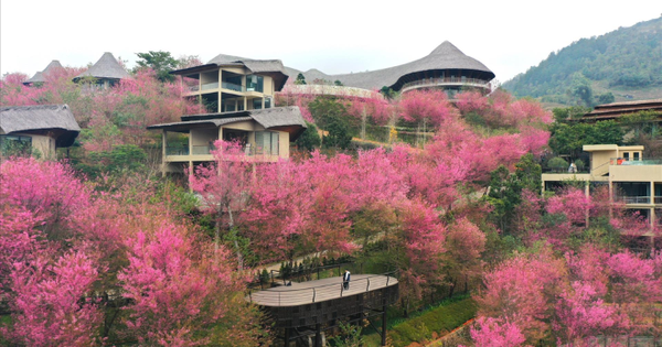 Không phải Hàn Quốc, Nhật Bản, đây là nơi đang có hoa mai anh đào nở rực 1 góc trời: Cách Hà Nội 300km