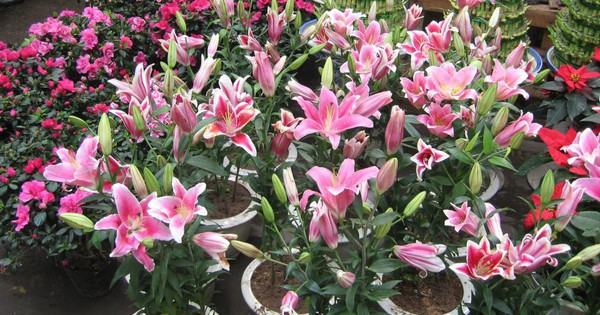 Người xưa dặn: 4 loại hoa chỉ nên để ngoài hiên – mang vào phòng khách là “tán khí, thất lộc”, tài vận xuống dốc lúc nào không hay