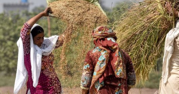 Một quốc gia rơi vào cảnh 'khốn đốn' với gạo: Giá giảm 28% nhưng hàng nhập khẩu thắng lớn, gạo nội địa lâm cảnh ế ẩm