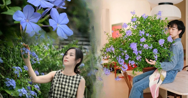 Hoa thanh xà đang được hội mê cây săn lùng: Dễ trồng, dễ “bùng nở”, góc nhà lên hình đẹp như trời Tây