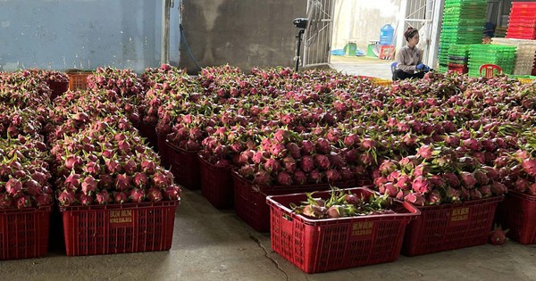 Giá thanh long chong đèn tại Lâm Đồng đạt mức cao nhất nhiều năm