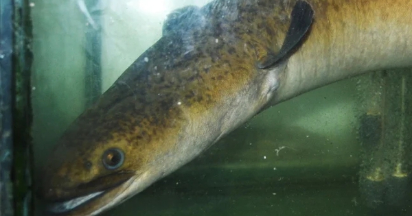 "Thủy quái" dưới lòng sông Đà được ví như "nhân sâm nước", đại gia chi 45 triệu đồng để sở hữu