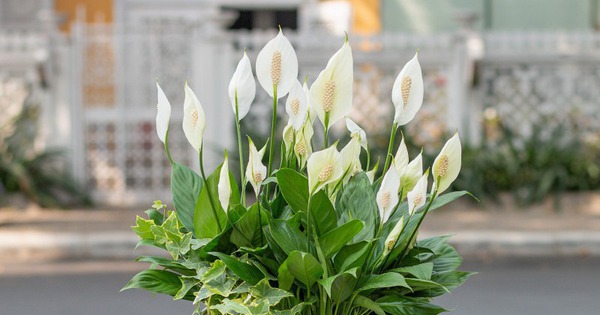 3 loại cây cát lành dễ trồng, đặt góc nào cũng tốt cho sức khỏe