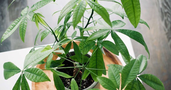 Loại cây được vinh danh là “Cây của năm 2026”: Tượng trưng cho tài lộc, lọc không khí cực đỉnh