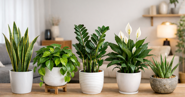 Không phải ngẫu nhiên 10 nhà khá giả thì 9 nhà đặt cây ở phòng khách: 5 loại cây mang tới vượng khí, tốt cho sức khỏe