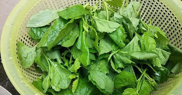 Loại rau dại xưa cho lợn ăn, nay thành đặc sản: Bổ như thuốc quý, có tiền chưa chắc mua được