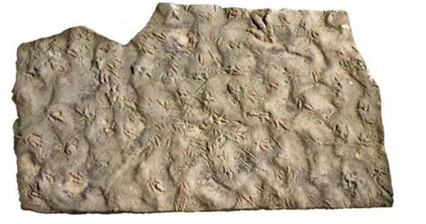 Bảo vật vô giá hàng trăm triệu tuổi bị dân làng dùng làm đá kê chân 20 năm