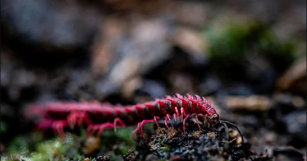 Phát hiện loài sinh vật hiếm chỉ xuất hiện vài ngày mỗi năm, du khách nối đuôi nhau đến tận nơi xem