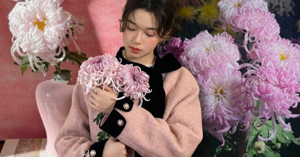 Mê mẩn loài cúc lạ "Sư Tử Phấn Bạch": Nhìn tưởng lông vũ, sờ mịn như tơ, bí kíp chăm trong chung cư kín gió vẫn nở bung rực rỡ