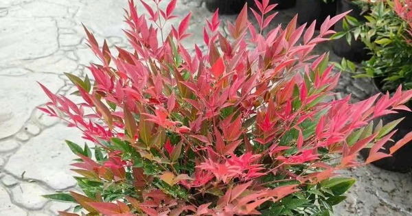 Loài cây phong thủy lúc xanh lúc đỏ: Trồng một chậu trong nhà, may mắn tự ghé cửa