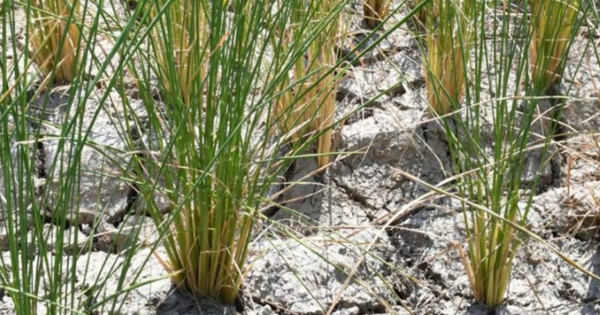 Một quốc gia Đông Nam Á đón tin vui từ lớn từ gạo: Đã xuất khẩu sang 72 thị trường, sắp trở thành đối thủ của Việt Nam, Thái Lan