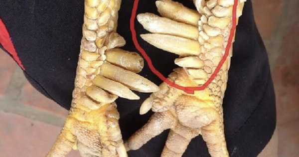 Một loài vật trong truyền thuyết Việt Nam có thật ngoài đời, nay thành đặc sản đắt đỏ