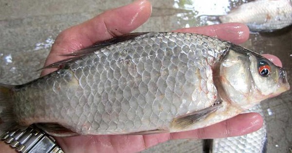 Loại cá nhỏ, rẻ nhưng được thầy thuốc xưa gọi là ‘đại bổ’, nhiều nhà nấu mãi mà không biết giá trị thật