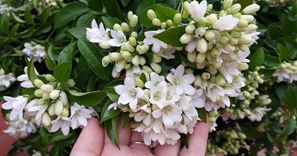 Loài cây quý như vàng, hoa nở suốt 200 ngày, trồng trong nhà là tài lộc kéo đến