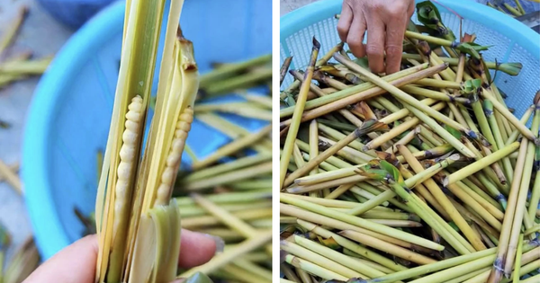 Sinh vật mềm oặt núp trong thân cây: Món đặc sản "đại bổ" lên tới hơn 3 triệu/kg
