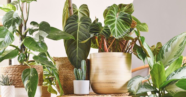 9 loại cây tuyệt đối không nên trồng trong nhà có trẻ nhỏ