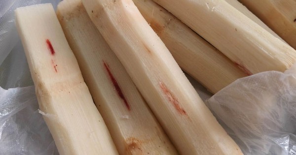 Mua mía thấy vệt đỏ trên thân thì vứt ngay lập tức, ăn vào nôn mửa, co giật tay chân