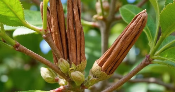 Hàng nghìn tấn hàng từ Indonesia đổ bộ giúp Việt Nam thâu tóm ‘mỏ vàng’ triệu đô của thế giới: Chiếm 72% nguồn cung, là cây từ thân đến lá đều mài ra tiền