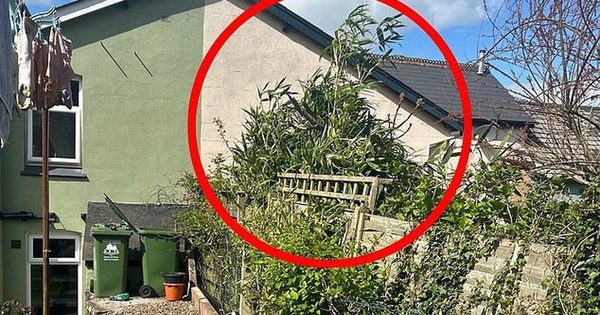 6 loại cây không nên trồng cạnh nhà vì rất nguy hiểm, có loại khiến gia chủ mất nhà như chơi